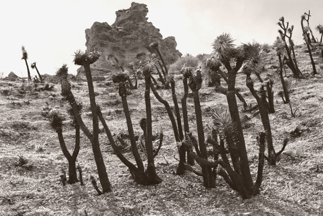 Joshua Trees meet Starship Enterprise (matted print)